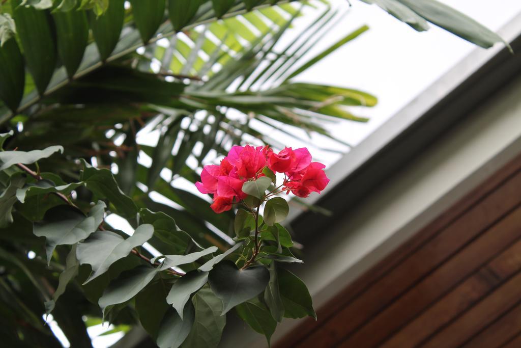 Hostal Cocos Inn Panama Dış mekan fotoğraf